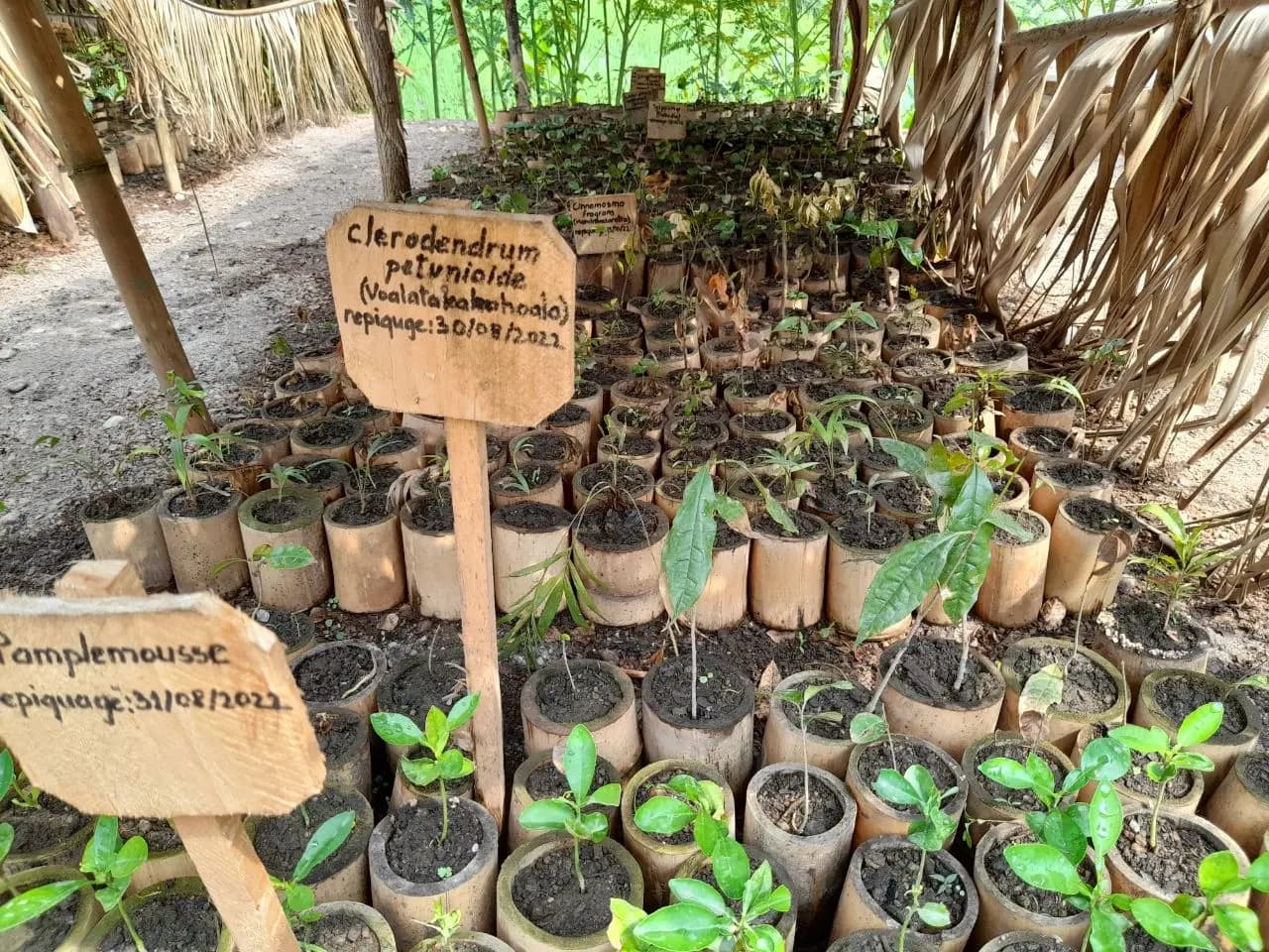 Malgache creusant le sol